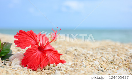 青い海と青い空とハイビスカス 124405437