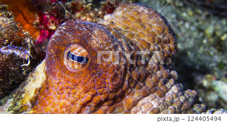 Common Octopus, Cabo Cope-Puntas del Calnegre Natural Park, Spain 124405494