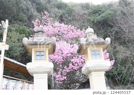 灯籠と陽光桜 124405537