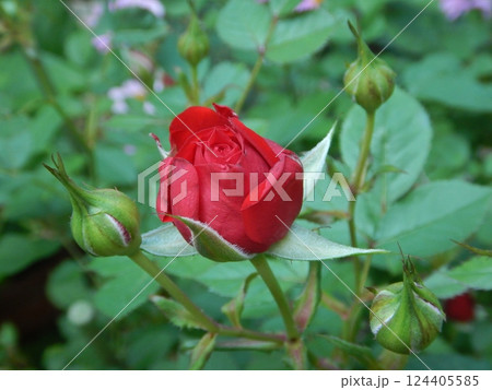 赤いバラ 赤いバラ 124405585