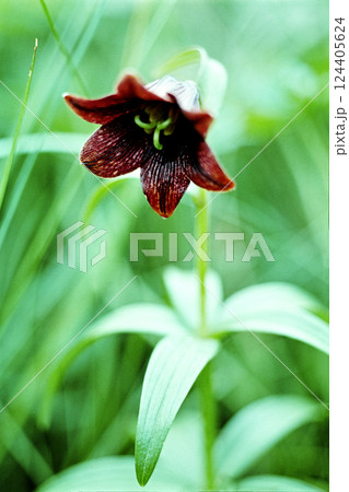 黒百合の花 黒百合の花 124405624