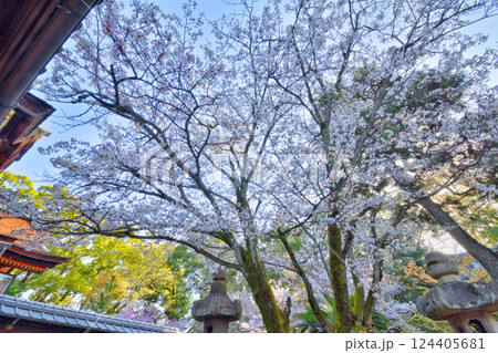 御香宮神社の桜 御香宮神社の桜 124405681