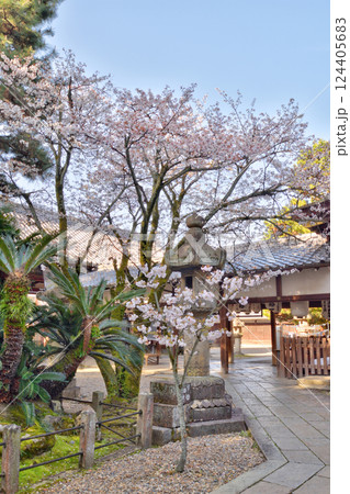 御香宮神社の桜 124405683
