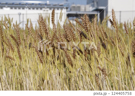 黄金色に実った麦畑 黄金色に実った麦畑 124405758