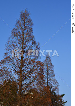 蒼空に枝のシルエットが映える冬のメタセコイア 124405782