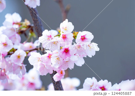 開花したばかりの桜 開花したばかりの桜 124405887