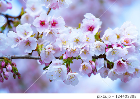 開花したばかりの桜 開花したばかりの桜 124405888