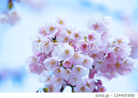 開花したばかりの桜 124405890