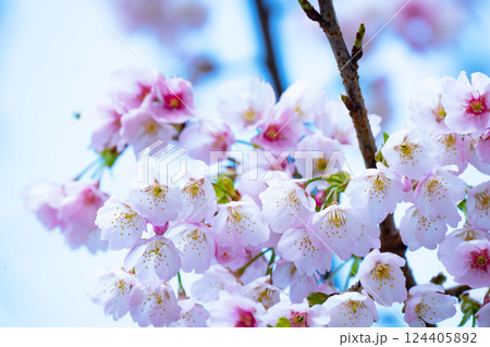 開花したばかりの桜 開花したばかりの桜 124405892