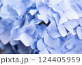 紫陽花の花びら 124405959