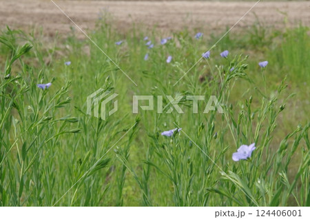 亜麻の花たち 亜麻の花たち 124406001