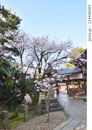 御香宮神社の桜 124406065