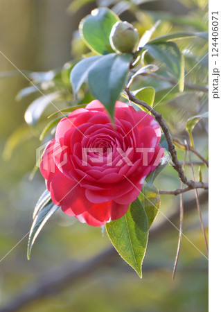 御香宮神社の椿 124406071