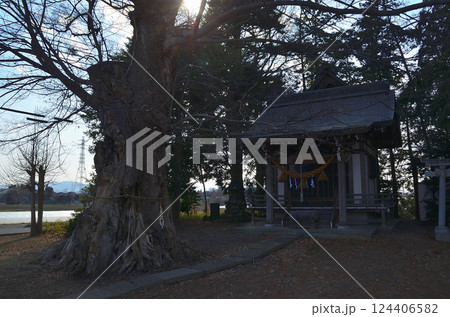 埼玉県深谷市岡の当後白鬚神社　御神木のムクノキ 124406582