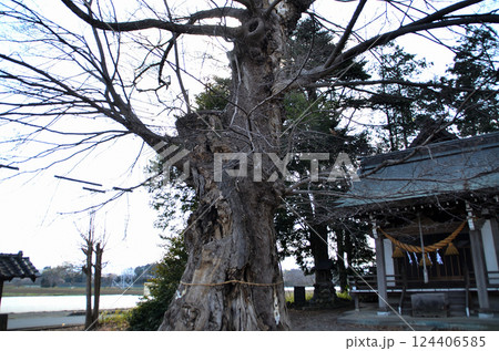 埼玉県深谷市岡の当後白鬚神社 御神木のムクノキ 埼玉県深谷市岡の当後白鬚神社 御神木のムクノキ 124406585