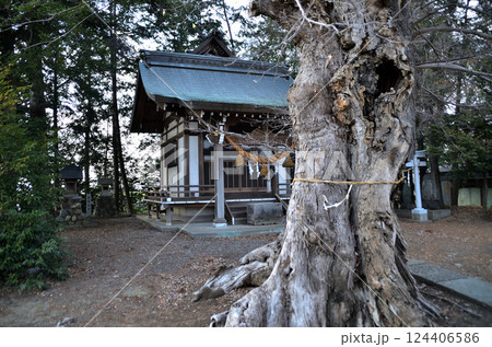 埼玉県深谷市岡の当後白鬚神社　御神木のムクノキ 124406586