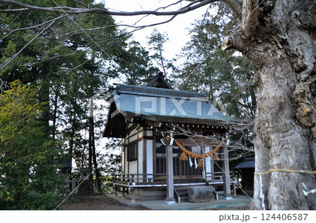 埼玉県深谷市岡の当後白鬚神社 御神木のムクノキ 埼玉県深谷市岡の当後白鬚神社 御神木のムクノキ 124406587