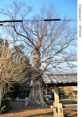 埼玉県深谷市岡の当後白鬚神社　御神木のムクノキ 124406621