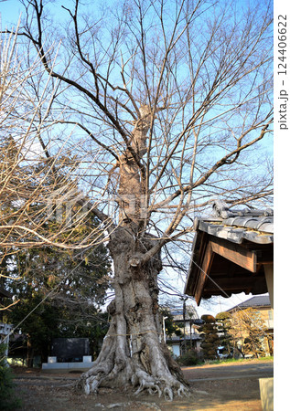 埼玉県深谷市岡の当後白鬚神社 御神木のムクノキ 埼玉県深谷市岡の当後白鬚神社 御神木のムクノキ 124406622