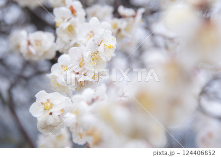 白い梅の花が咲き乱れる 白い梅の花が咲き乱れる 124406852