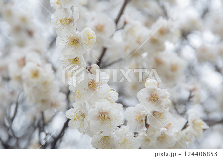 白い梅の花が咲き乱れる 124406853