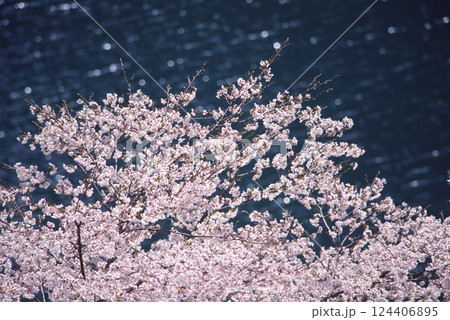 湖面バックに咲く満開の桜 124406895