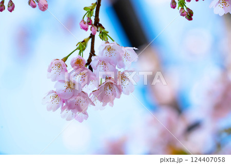開花したばかりの桜 開花したばかりの桜 124407058