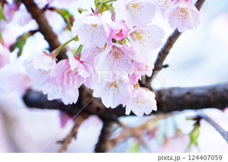 開花したばかりの桜 124407059