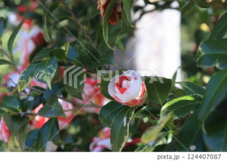 赤い椿の花 赤い椿の花 124407087