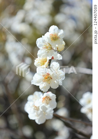 白い梅の花 124407089