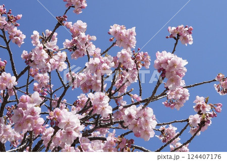 青空に映えるピンクの河津桜 124407176