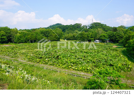 ラワンブキ鑑賞ほ場（足寄町螺湾本町・国道沿い 124407321