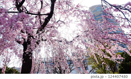 満開の枝垂れ桜とホテルのある風景 124407480