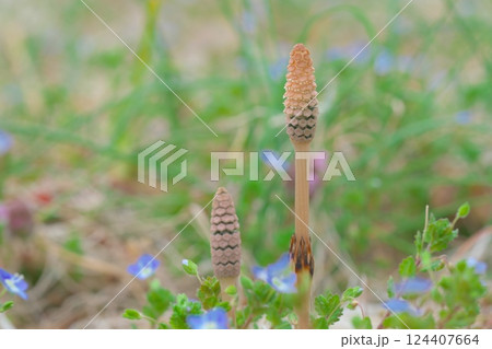 春の野辺に顔を出すツクシ 春の野辺に顔を出すツクシ 124407664