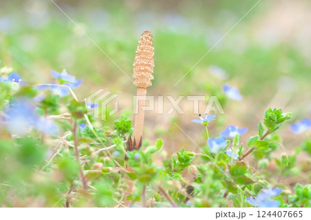 春の野辺に顔を出すツクシ 春の野辺に顔を出すツクシ 124407665
