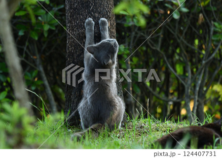 お気に入りの木で爪を研ぐグレーの毛並みをしたノラ猫 お気に入りの木で爪を研ぐグレーの毛並みをしたノラ猫 124407731