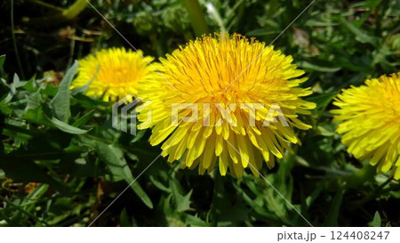 美しく咲き誇る黄色いタンポポの花 124408247
