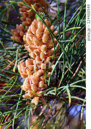 New Pine Cone 124408549