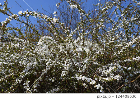 ユキヤナギ（雪柳） 124408630