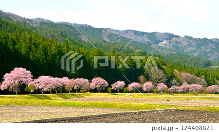 桜並木が美しい　清水のコヒガンザクラ 124408821