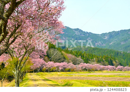 桜並木が美しい 清水のコヒガンザクラ 桜並木が美しい 清水のコヒガンザクラ 124408823