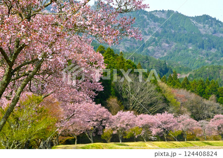 桜並木が美しい　清水のコヒガンザクラ 124408824