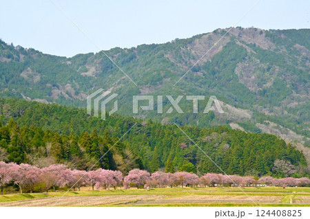 桜並木が美しい　清水のコヒガンザクラ 124408825