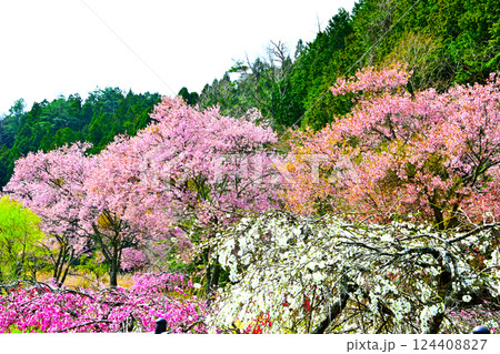 桜 と花桃の綺麗な風景 桜 と花桃の綺麗な風景 124408827