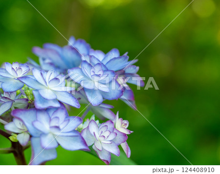 青い紫陽花 青い紫陽花 124408910