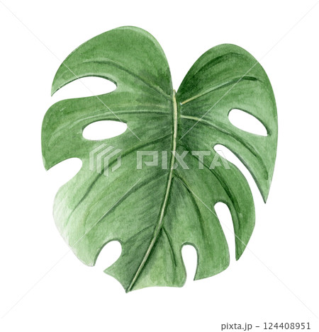 Monstera leaf watercolor illustration isolated on white. High quality hand drawn design element perfect for cards, posters, packages, decor, stationary, label and logo design. Swiss cheese plant Monstera leaf watercolor illustration isolated on white. High quality hand drawn design element perfect for cards, posters, packages, decor, stationary, label and logo design. Swiss cheese plant 124408951