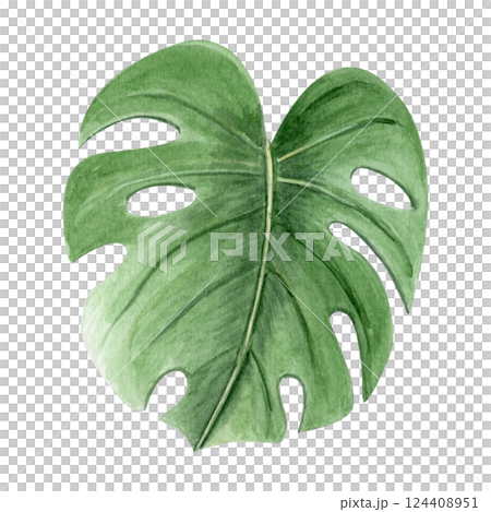 Monstera leaf watercolor illustration isolated on white. High quality hand drawn design element perfect for cards, posters, packages, decor, stationary, label and logo design. Swiss cheese plant Monstera leaf watercolor illustration isolated on white. High quality hand drawn design element perfect for cards, posters, packages, decor, stationary, label and logo design. Swiss cheese plant 124408951
