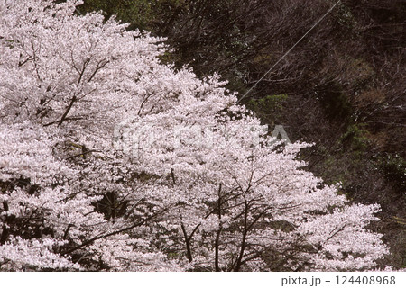 満開の桜の風景 満開の桜の風景 124408968
