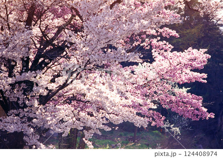 ピンク色の桜が咲き誇る 124408974