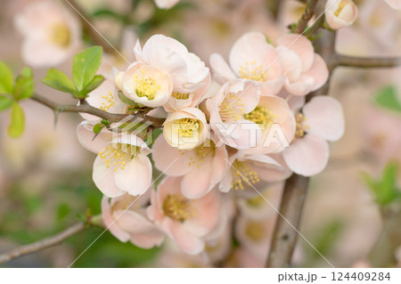 春に咲くボケの花　鈴なりに花が咲くボケ 124409284